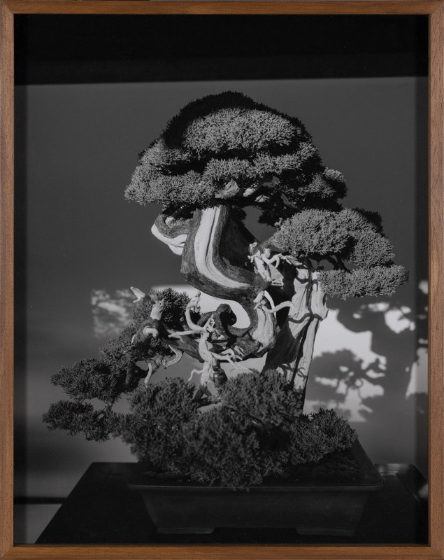 DARIYA (Maha kumbh, Prayagraj)