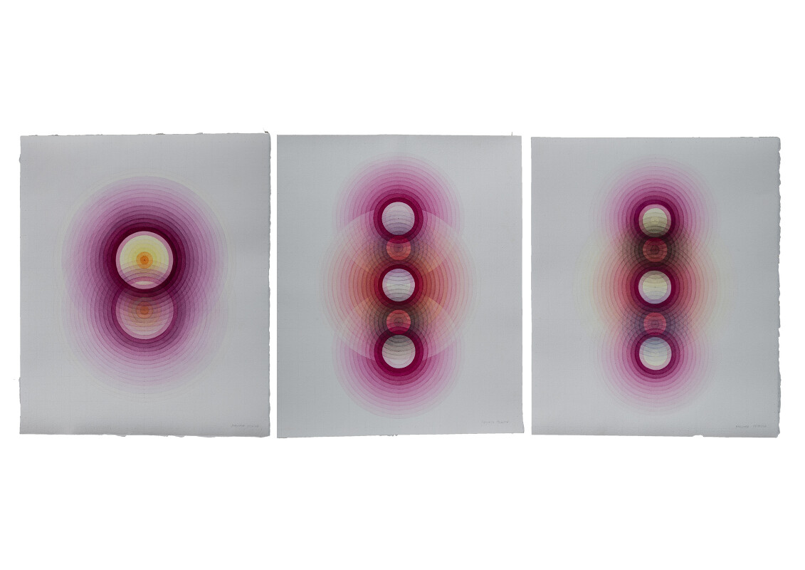 "Magenta Primula Flower", Botanical Studies