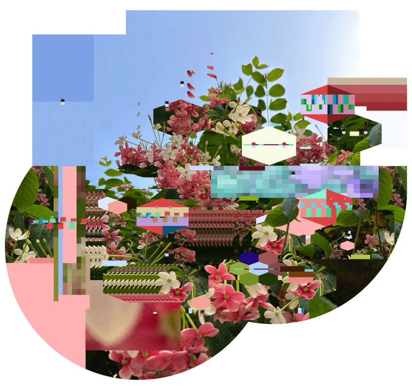 Arboretum 13 - Combretum indicum