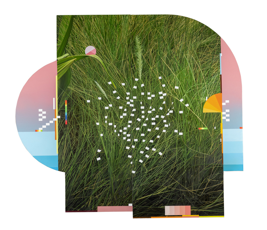Arboretum 10 - Carex Flagellifera