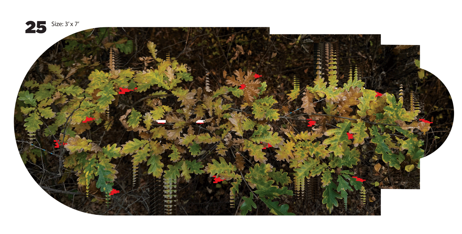 Arboretum 25 - Quercus Pyrenaica Willd - A