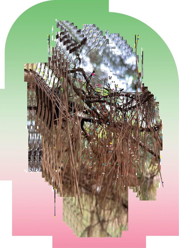 Arboretum 20 - Pinus densiflora