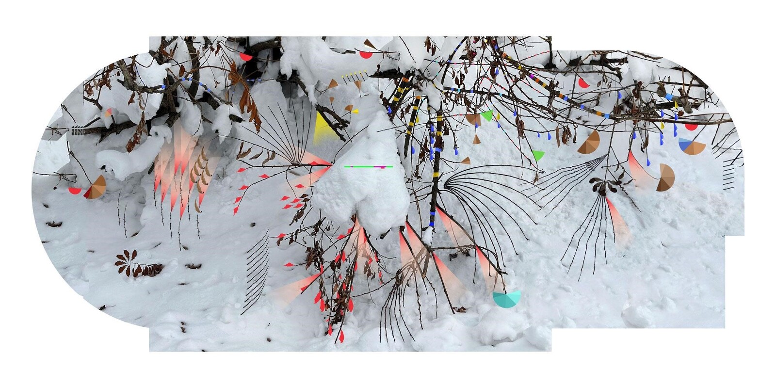 Arboretum 29 - Pinus Wallichiana