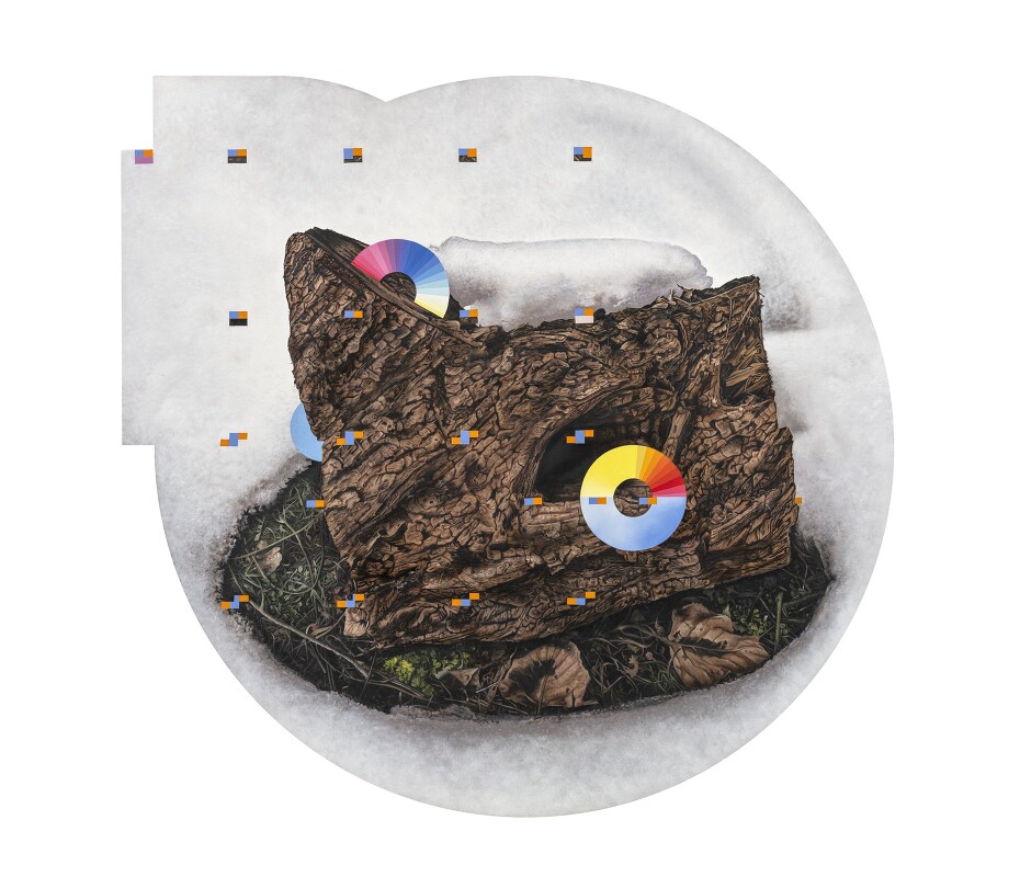 Arboretum 40 - Cedrus Deodara B