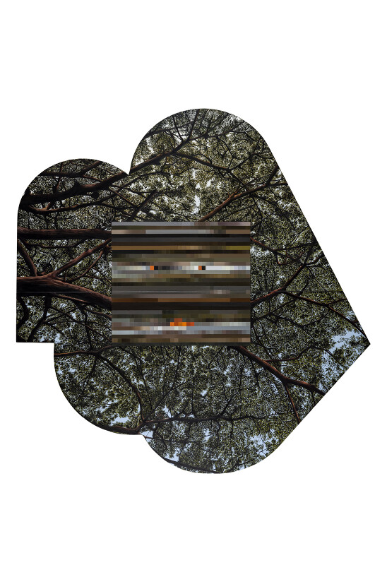 Arboretum 4 - Azadirachta Indica